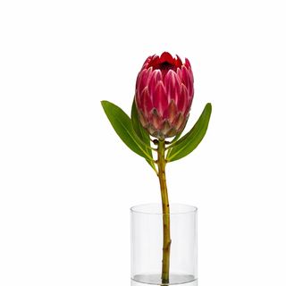 Protea Pink ice