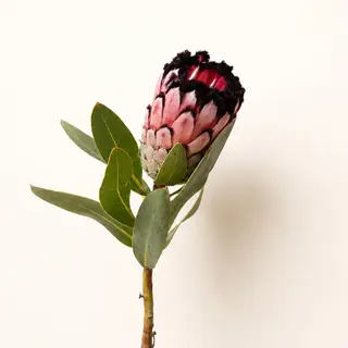 protea Didi
