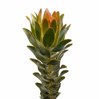 Leuco dendron