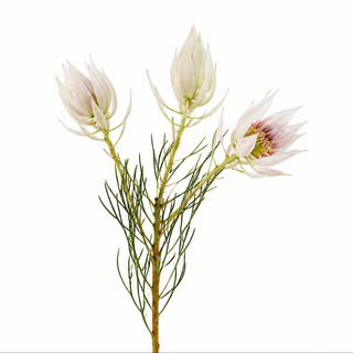 seruria White