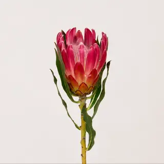 Protea Brenda