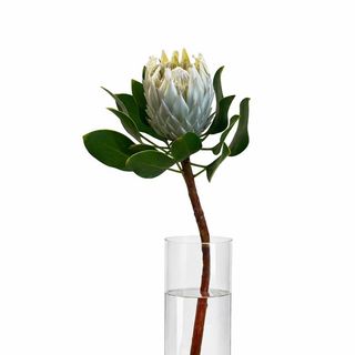 Protea Arctic ice