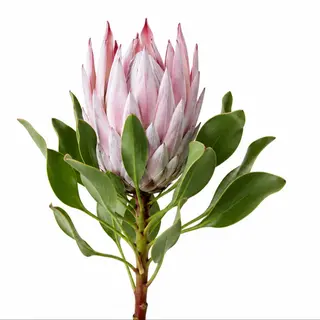 Sinaroidis Protea