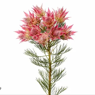seruria Rose Pink
