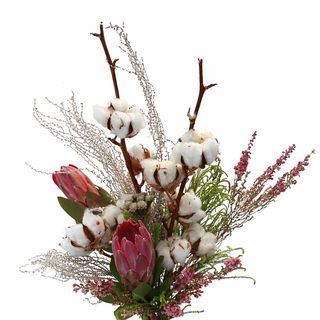 blush cotton protea