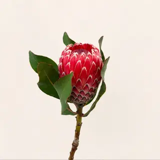 protea empress
