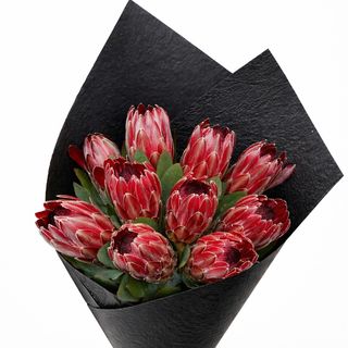 protea sharon