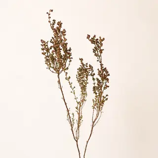 Erica Deliciosa