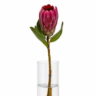 protea Pink Ice