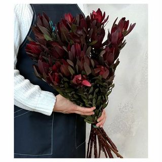 ლეოკა (5ტოტი)