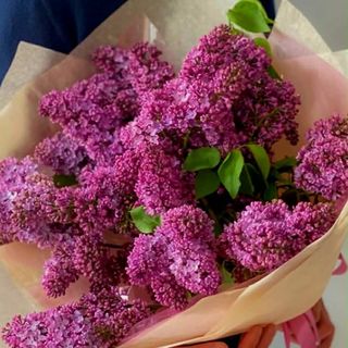 იასამნები