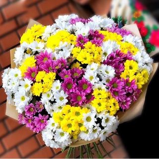 ფერადი ქრიზანთემა