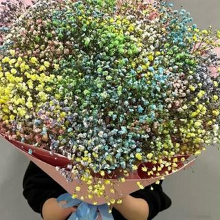 ფერადი გიფსოფილები