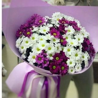 ფერადი ქრიზანთემები