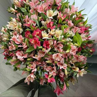 ასტრომერიების თაიგული ზომაL