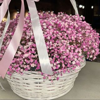 ვარდისფერი გიფსოფილა კალათით