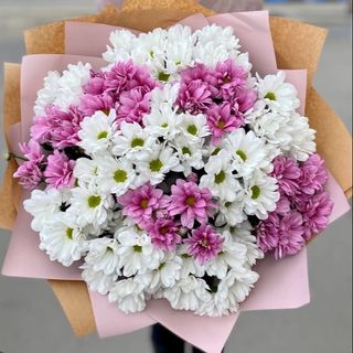 ფერადი ქრიზანთემა