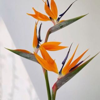 სამოთხის ჩიტი