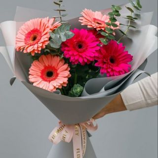 ფერადი გერბერები