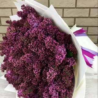 იასამნები