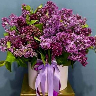 იასამნები ბოქსში