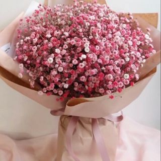 ვარდისფერი გიფსოფილა