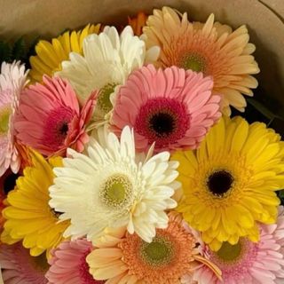 ფერადი გერბერა 10 ტოტი