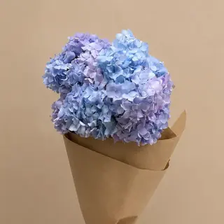 ჰორტენზია