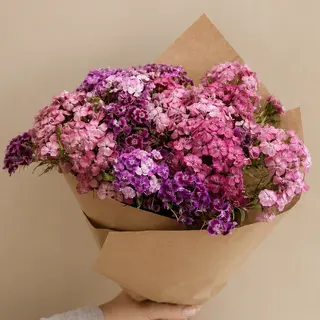 თურქული მიხაკები