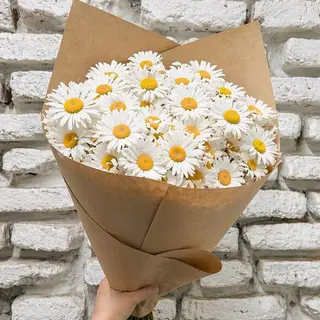 გვირილა M