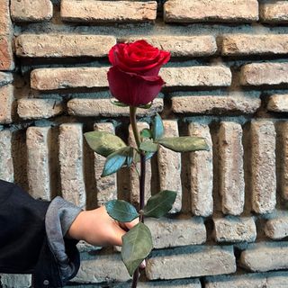 ჰოლანდიური წითელი ვარდი