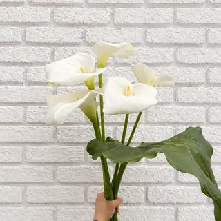 კალა