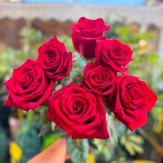 ჰოლანდიური ვარდი 7ც
