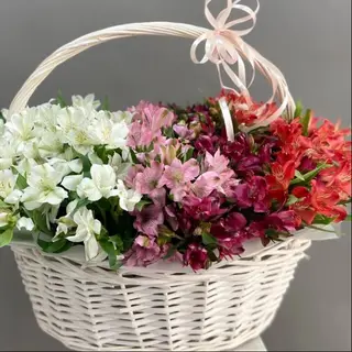 ფერადი ასტრომერიებიკალათში