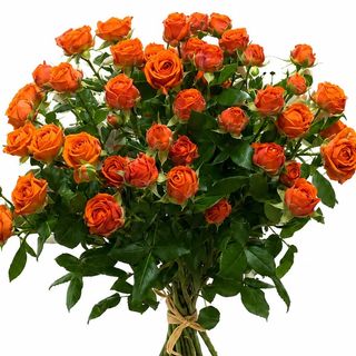 სპრეი ვარდები (სტაფილოს ფერი)