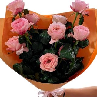 პიინისებრი ვარდები