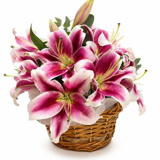 ლილიის კალათა ვარდისფერი