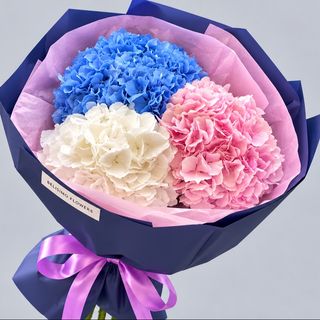 3 ფერადი ჰოლანდიური ჰორთენზია 3 Colorful Dutch Hydrangeas