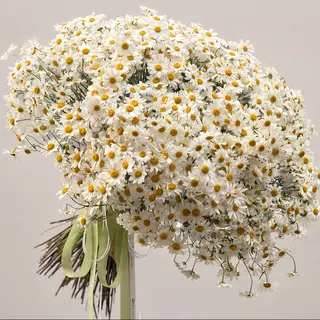 მინდვრის გვირილების მოცულობითი თაიგული (Voluminous Bouquet of Field Daisies)