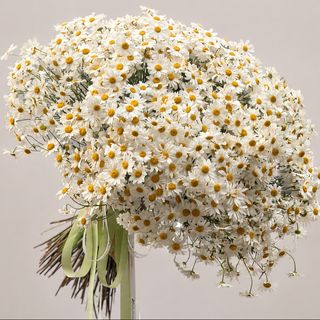 მინდვრის გვირილების მოცულობითი თაიგული (Voluminous Bouquet of Field Daisies)