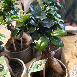 Microcarpa sa teglom