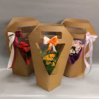 Kalanhoa paket s keramičkom teglicom