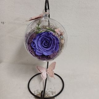 Dehidrirana ruža ljubičasta u kuglici na stalku 