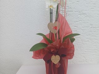 Orhideja u tegli bijela