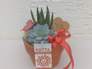 Vrtić succulent / kaktus 3