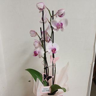 Orhideja u tegli nježno roza