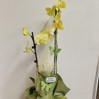 Orhideja u tegli žuta