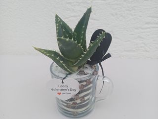 Vrtić succulent / kaktus 5