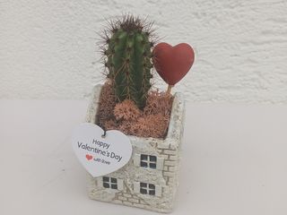 Vrtić succulent / kaktus 4