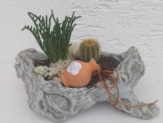 Vrtić succulent / kaktus 2
